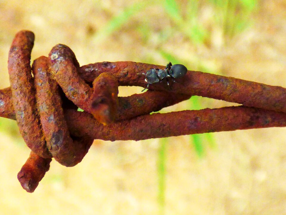 Nature insect iron