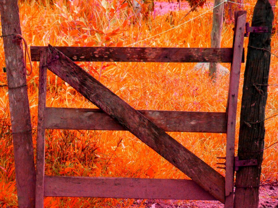 Landscape nature twigs