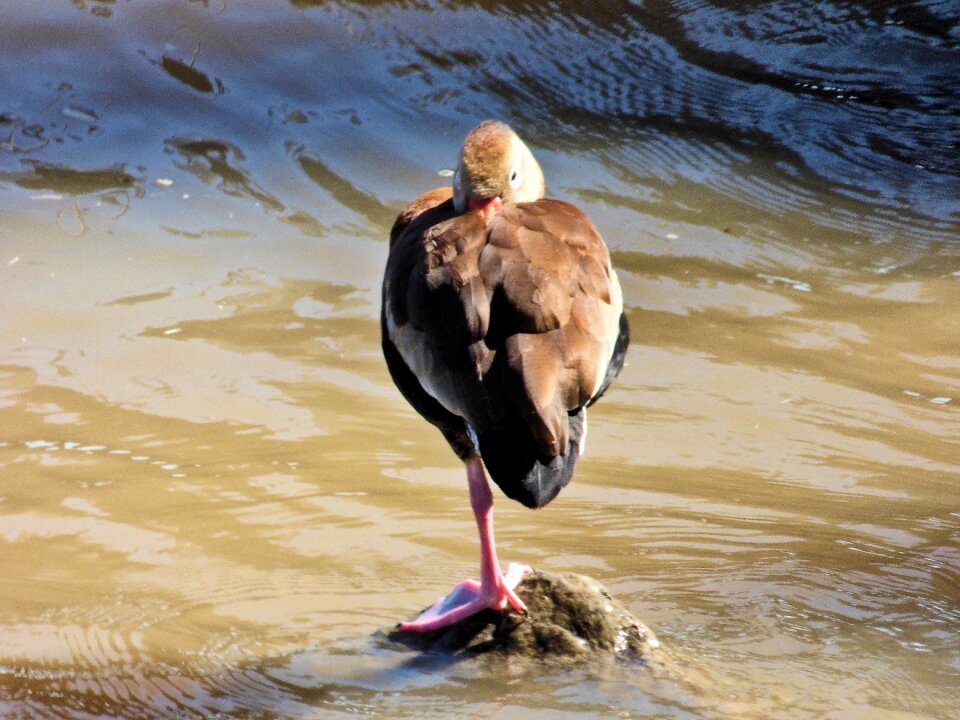 Wildlife gull water photo