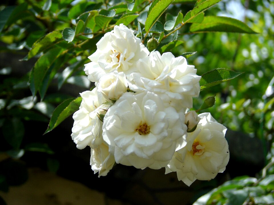 Petals flower flowers