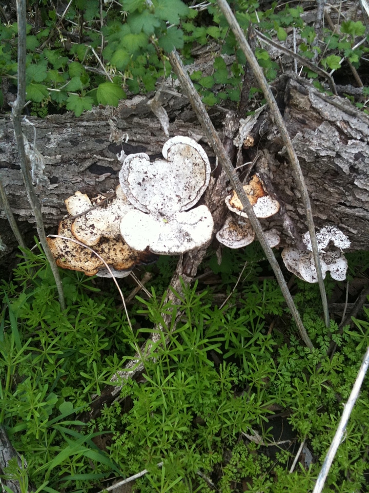 Decayed dead old