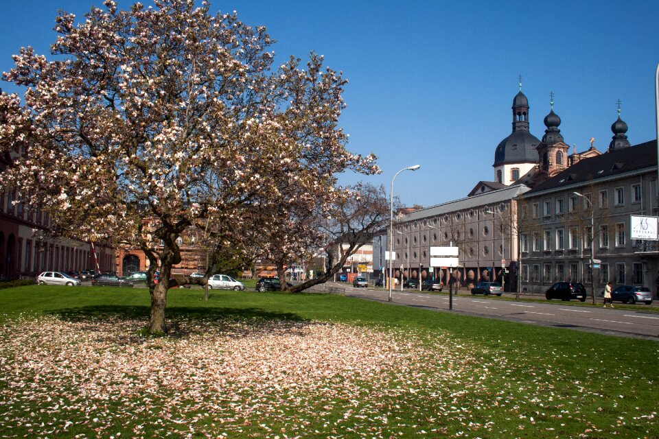 Mannheim park magnolia