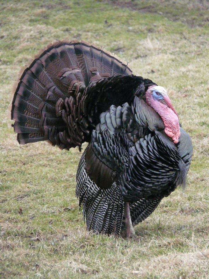 Wild truthuhn species bird