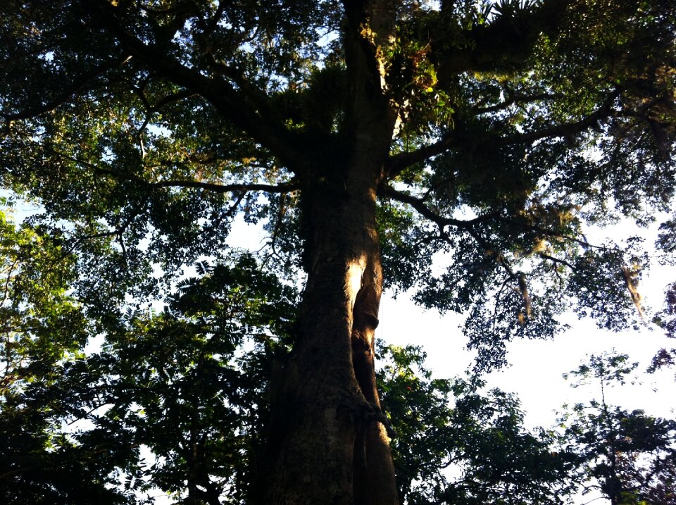 Leaf forest natural