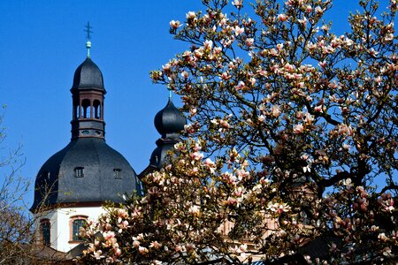 Mannheim spire magnolia blossom photo
