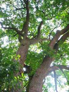 Green log branch photo