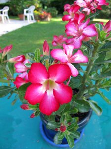 Baobab jackal exotic plant flower photo