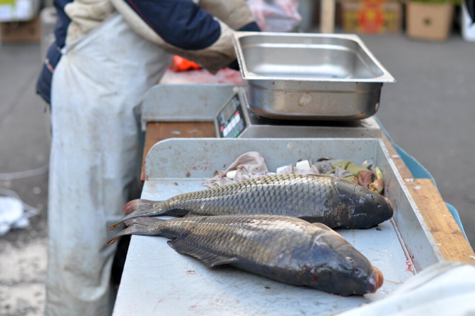 Carp harvesting scales