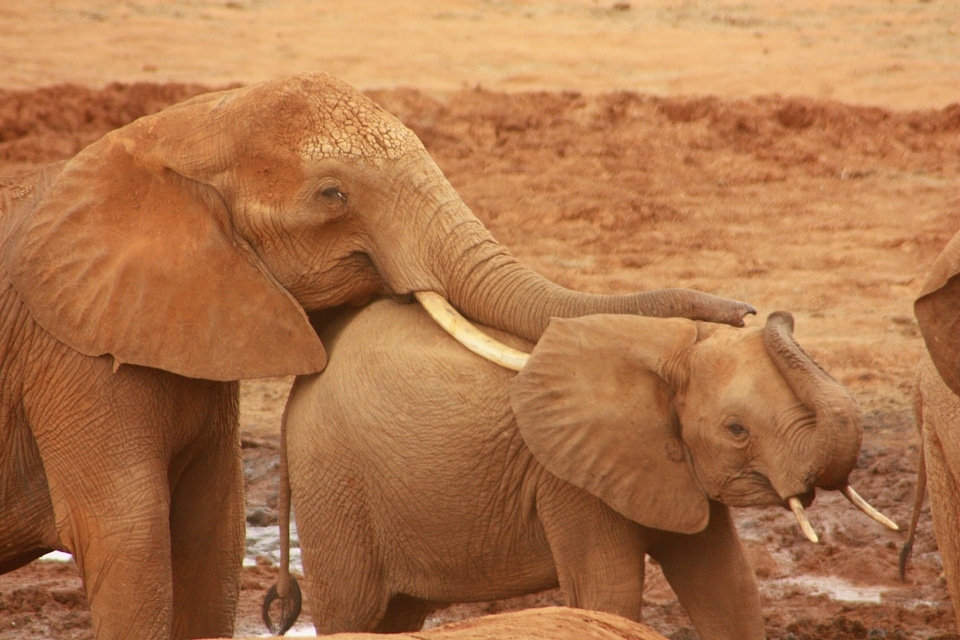 Family wild mammal photo