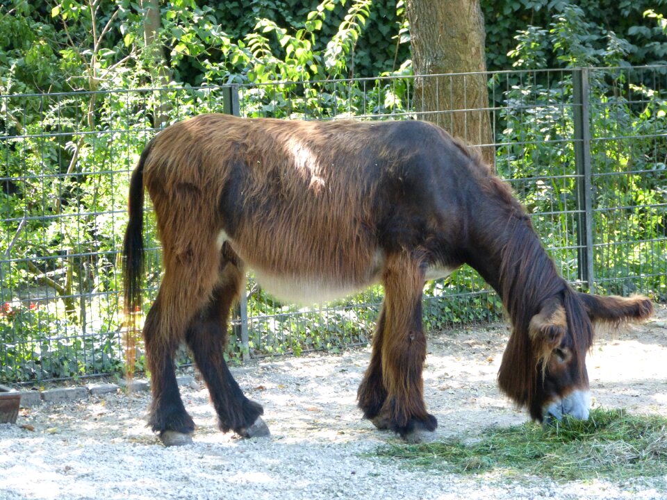 Donkey ungulate brown