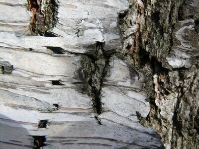 Nature tree tree bark photo