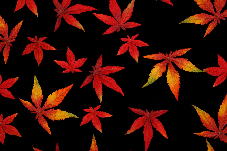 Bright color decoration