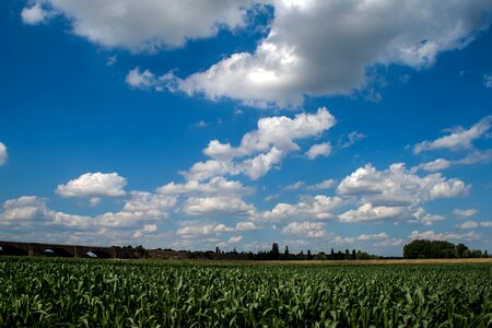 Cornfield field summer sky