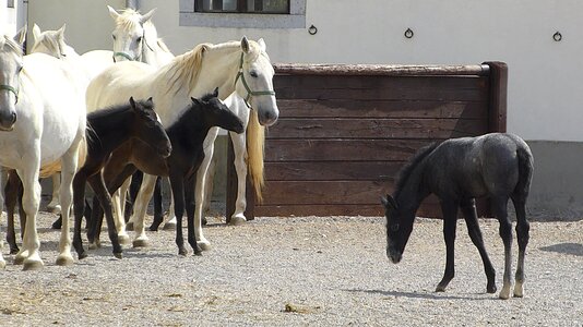 Colt equine affection