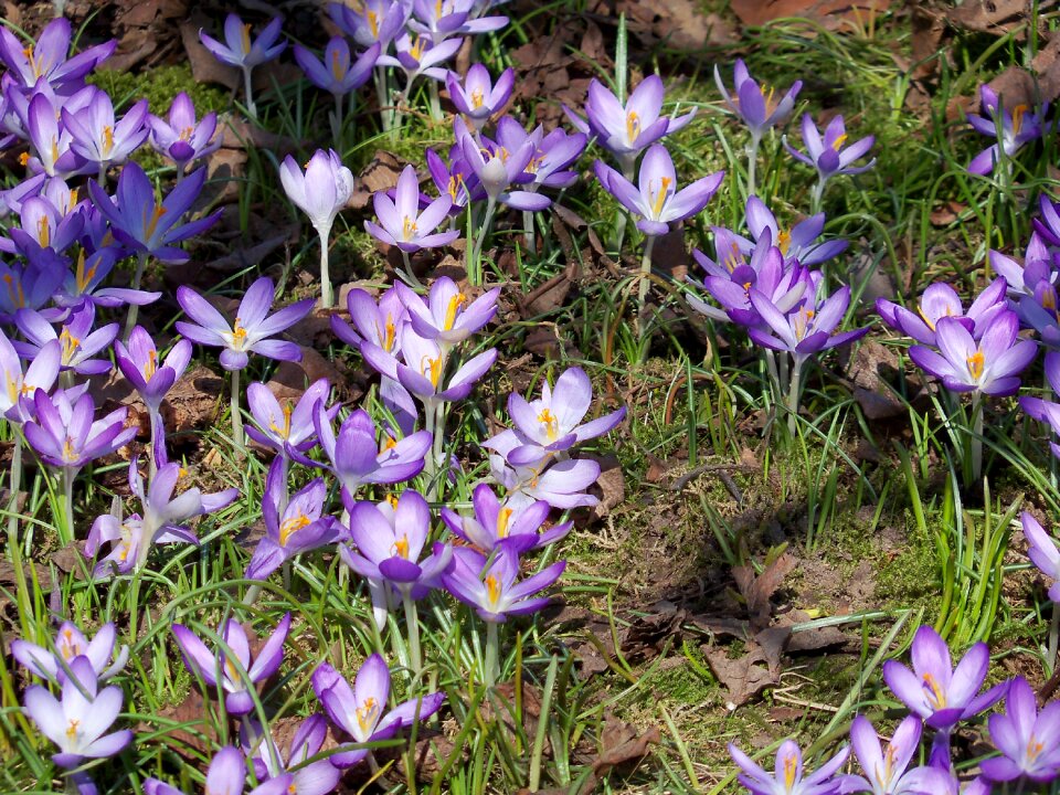 Crocus spring awakening spring blossoms