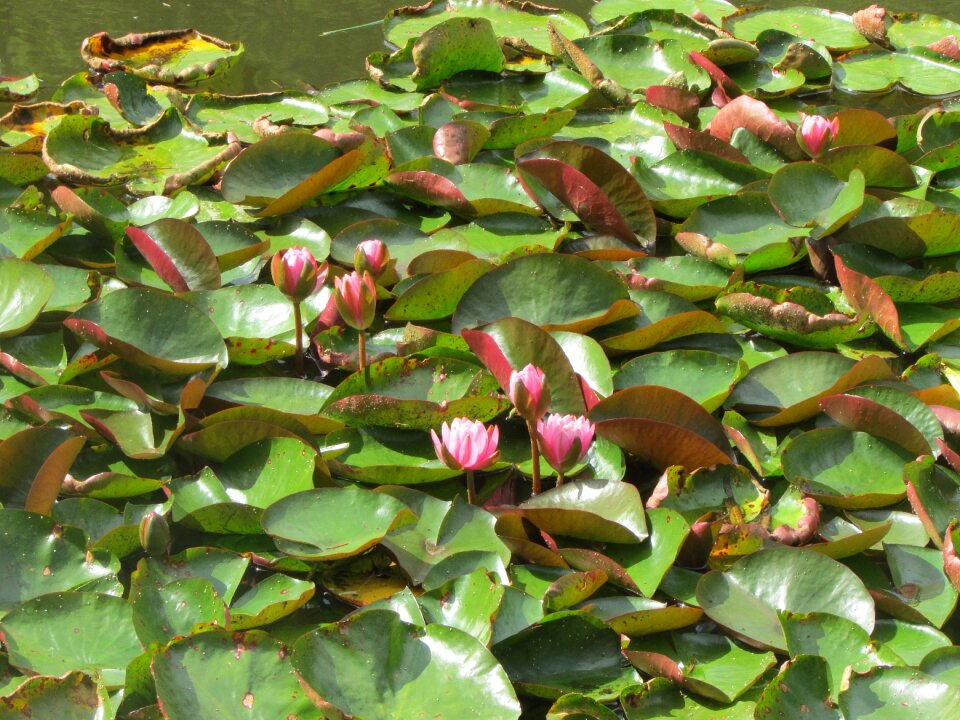 Flower lake england
