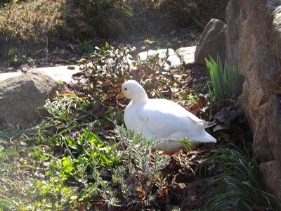 Animals duck poultry