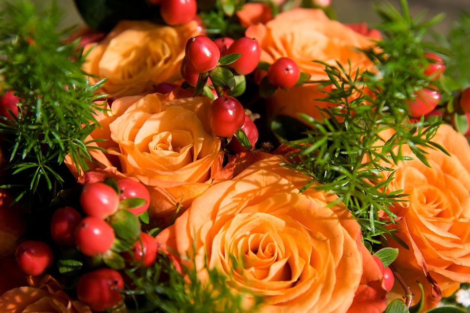 Rose roses orange