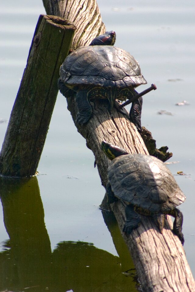 Water turtle reptile nature