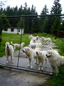 Breeding white dog watchman
