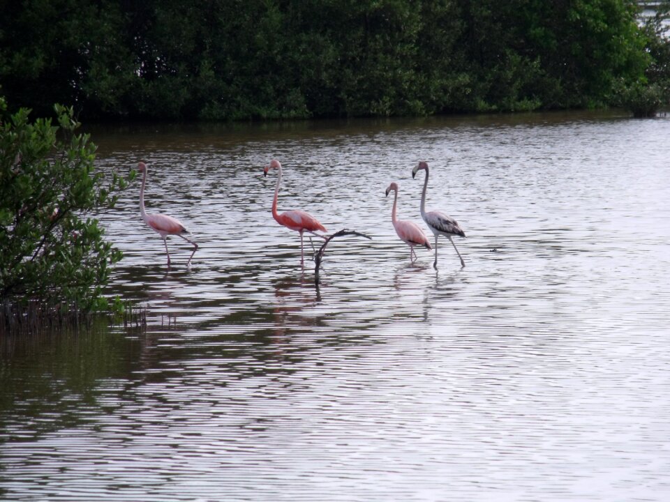 Mangrove swamp cuba cayo coco