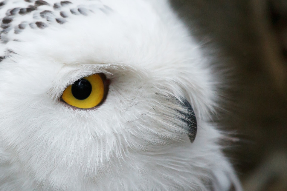 Bird eye feather