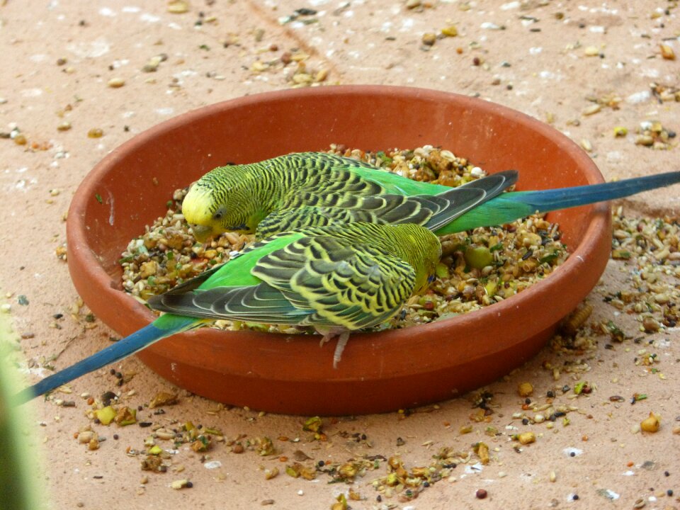 Feather parrot budgie