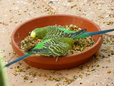 Feather parrot budgie photo