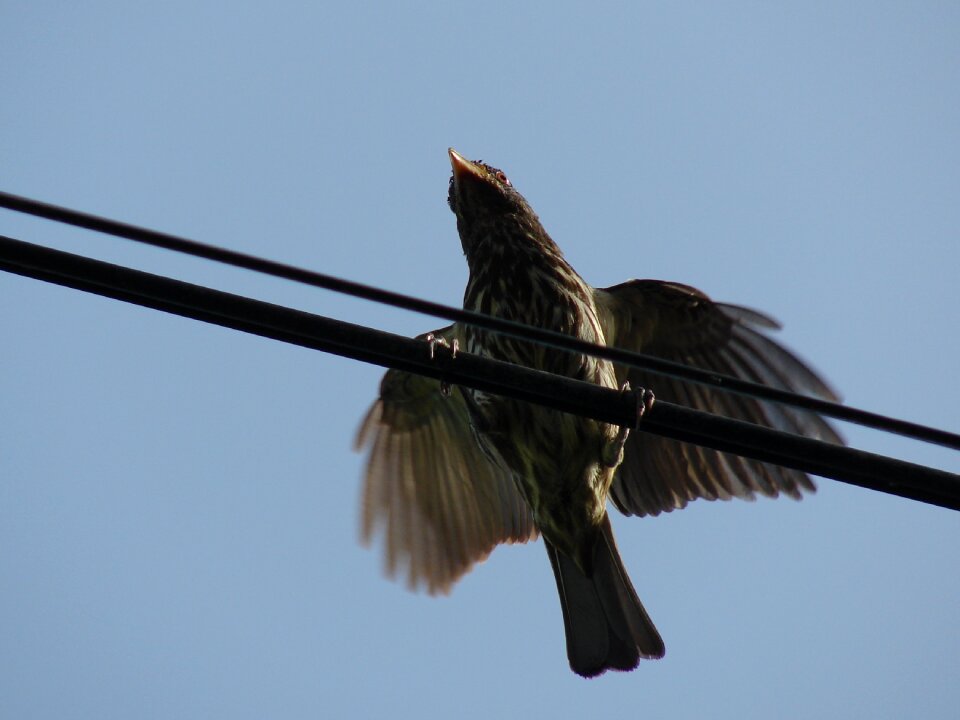 Animals peak birds