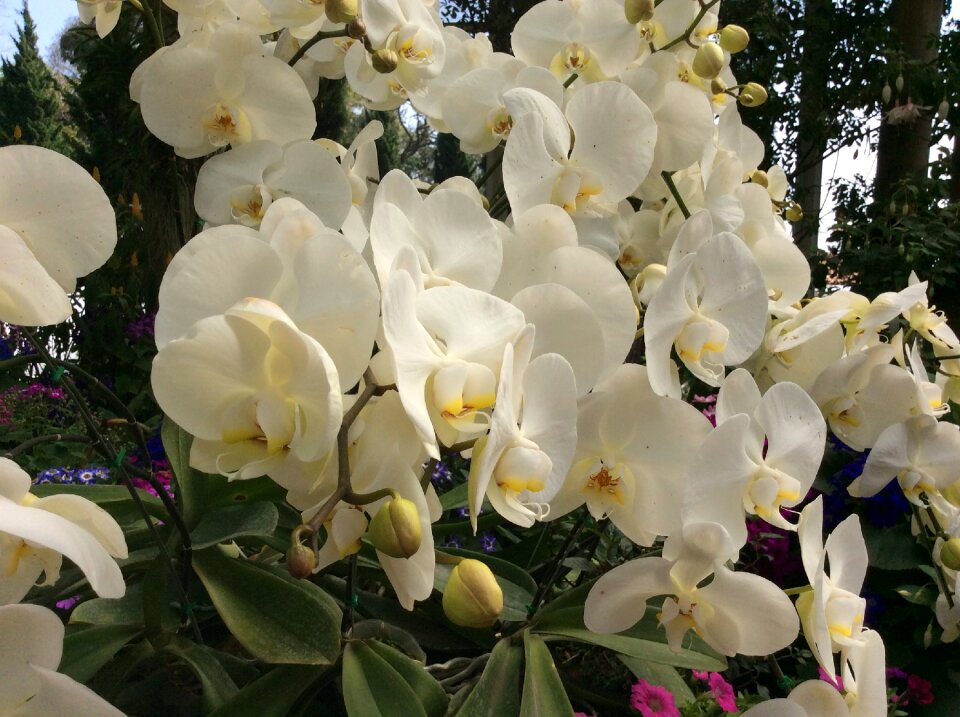 White blossom nature