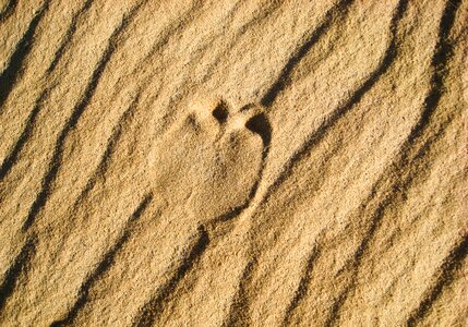 Footprint dromedary trace