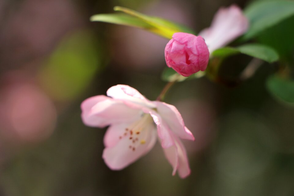 Flower plant nature