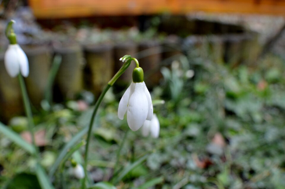 Spring flower close up