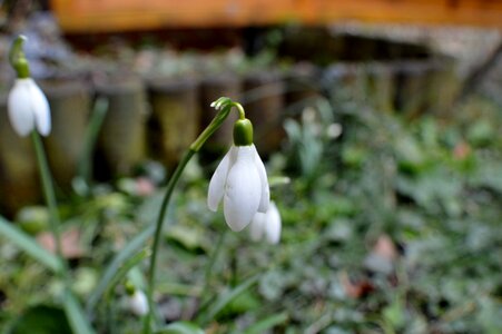 Spring flower close up