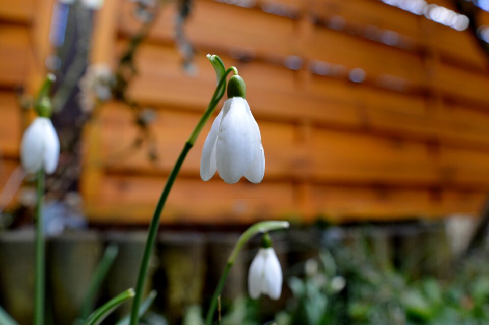 Spring flower close up