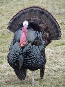 Wild truthuhn species bird