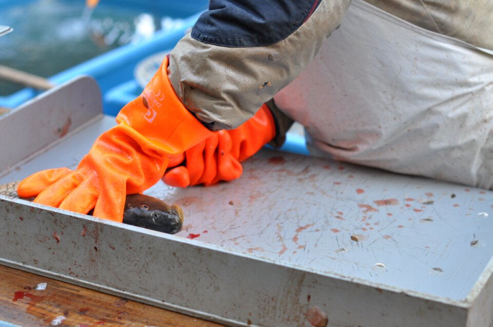 Carp gutting christmas