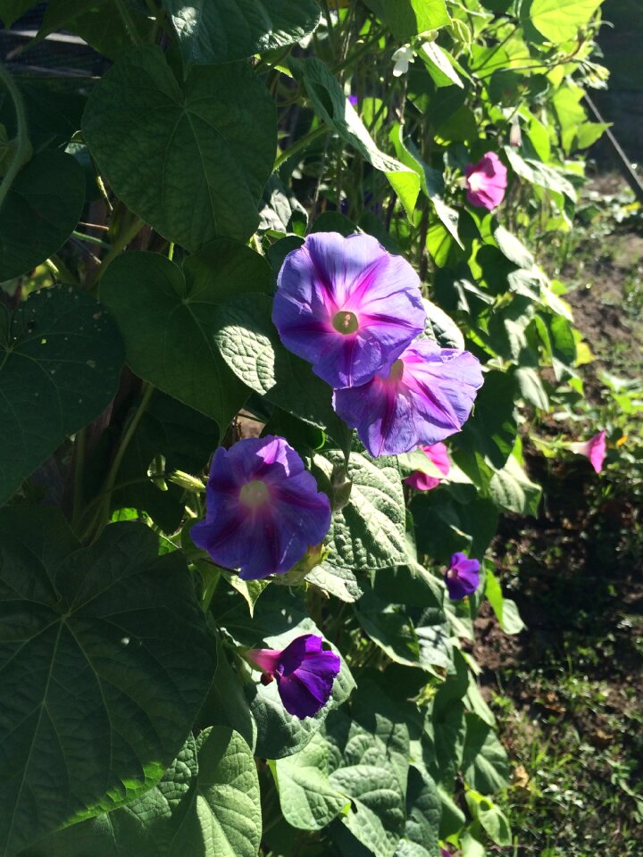 Summer purple