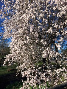 Cherry branches pink flower photo