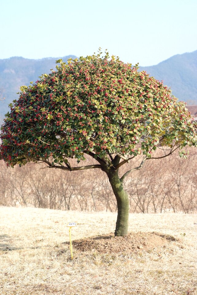 Wood suncheon bay tree