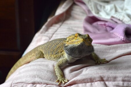 Creature lizard wild