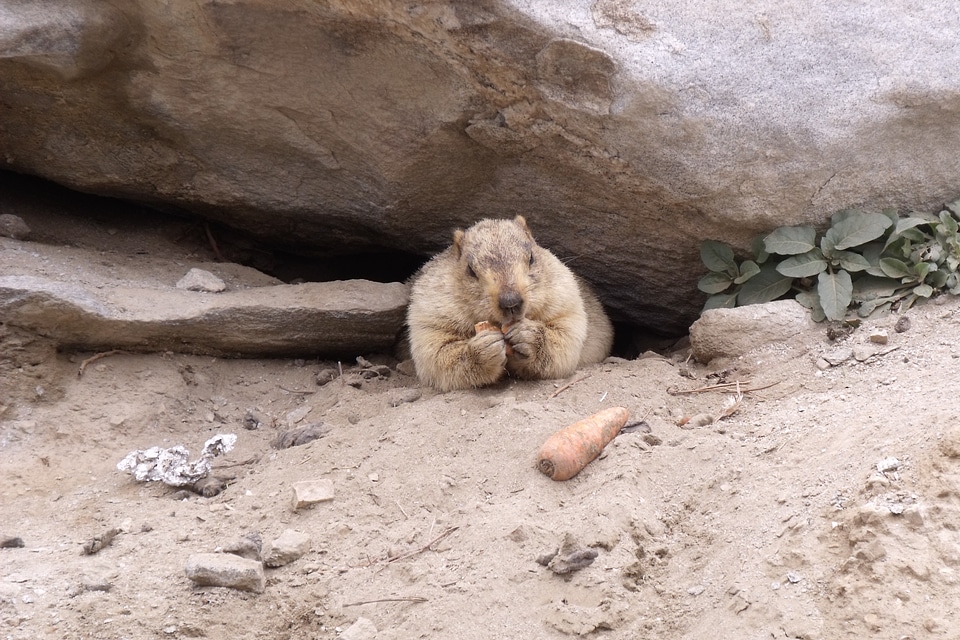 Karakorum wildlife animal