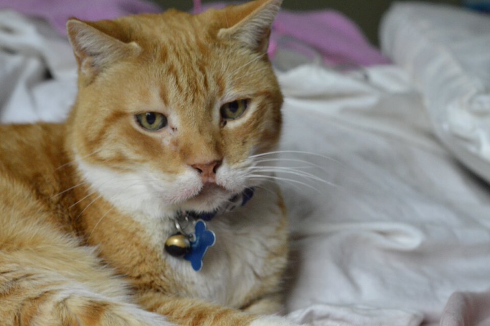Cat sadness relaxing