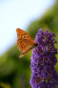 France macro insect