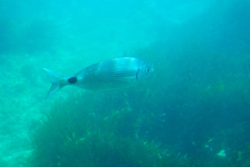 Fish sea spain
