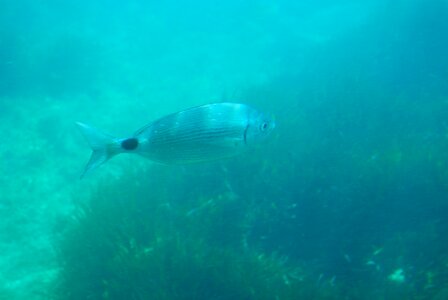 Fish sea spain
