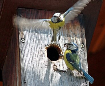 Tit claws out birds