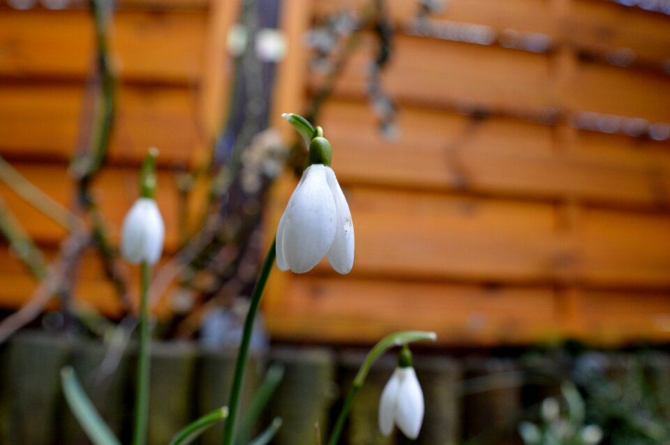 Spring flower close up