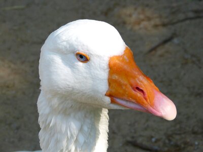 Goose fauna plumage