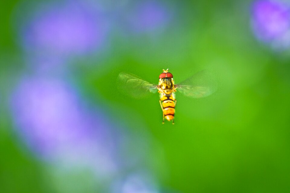 In flight flying flower